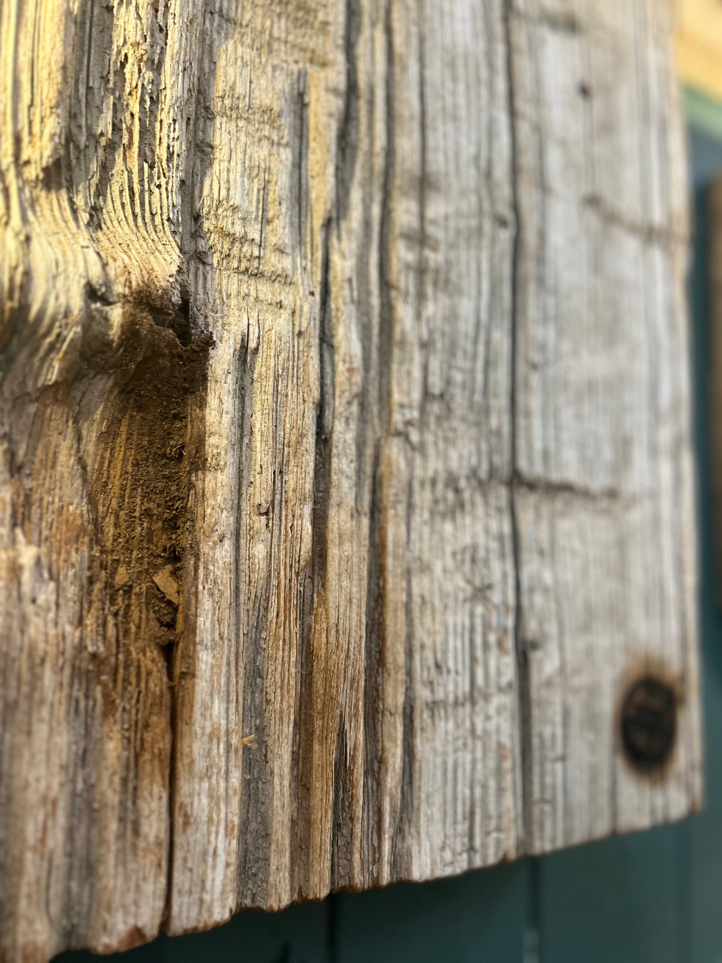 Driftwood-Sylt Lampe • NUR ABHOLUNG !