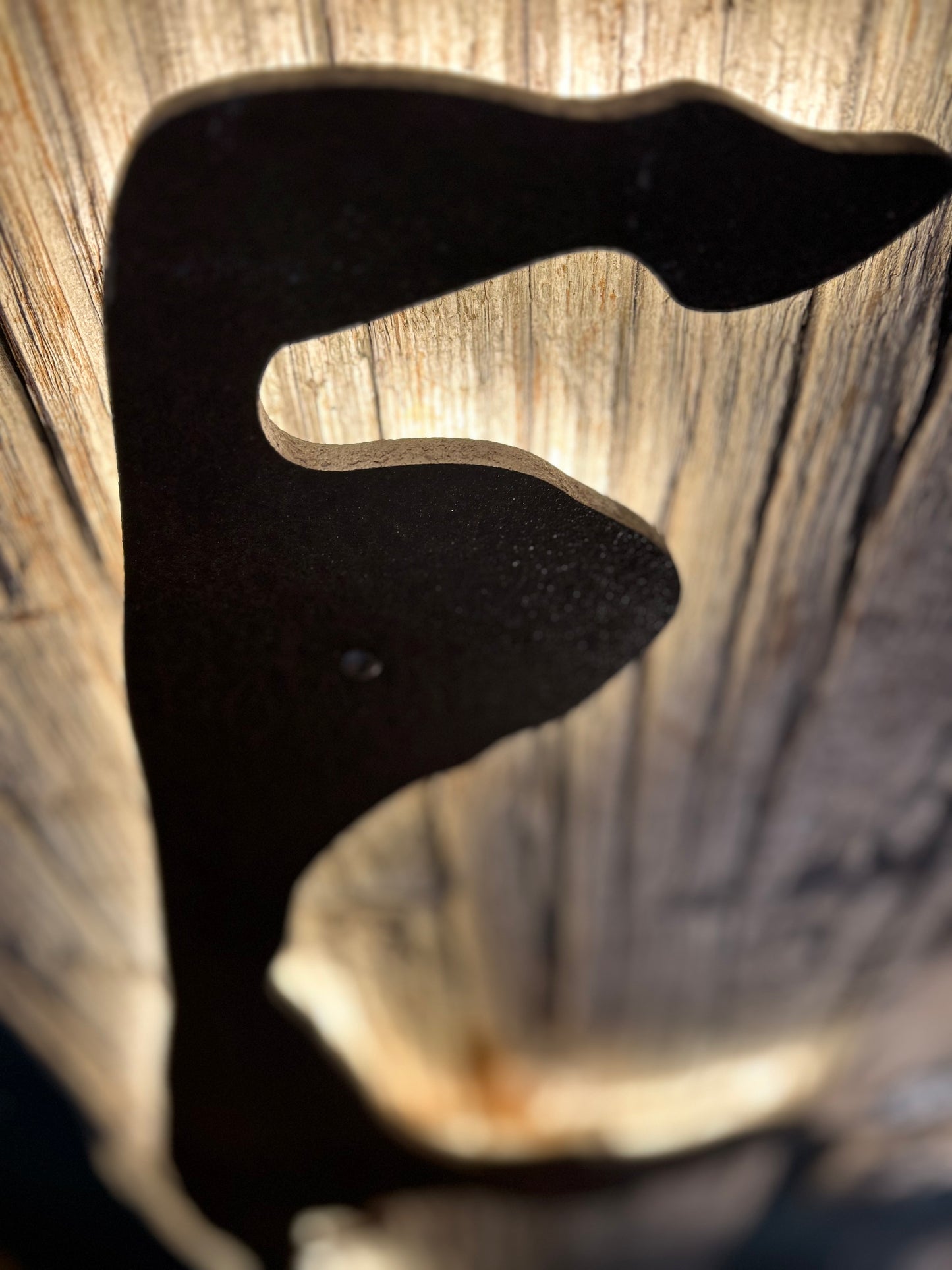 Driftwood-Sylt Lampe • NUR ABHOLUNG !